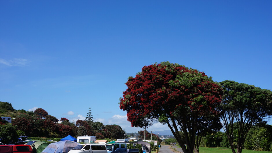 Pohutakawa in bloom.