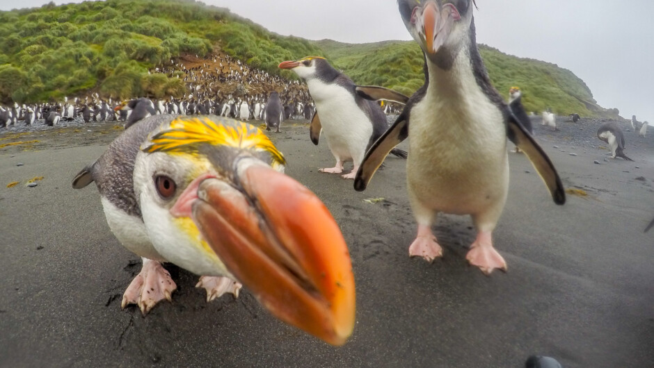 好奇心旺盛なロイヤル・ペンギン