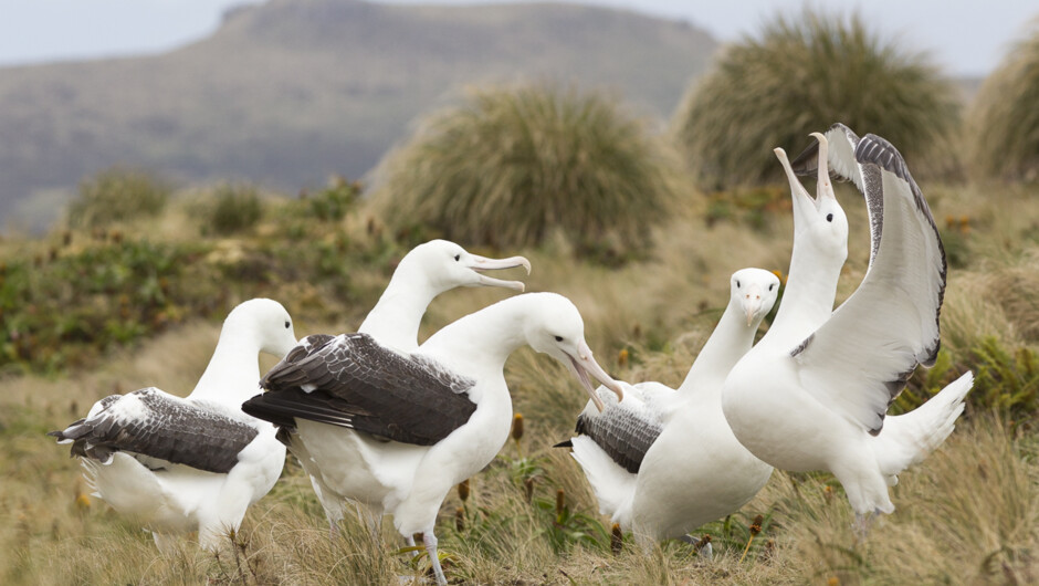 ミナミシロアホウドリ、キャンベル島