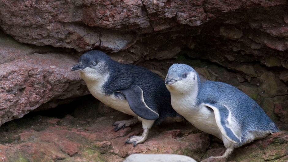 Variants of little penguins seen at Pohatu.