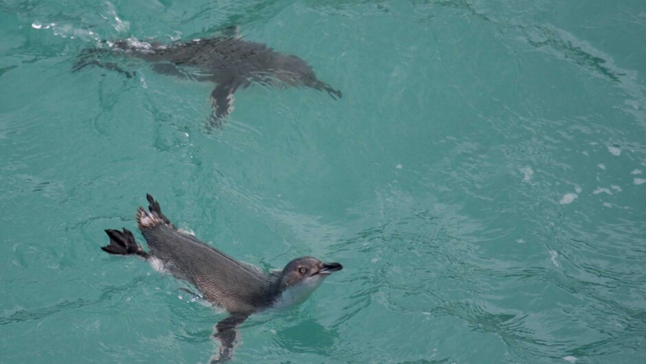 Two penguins coming back ashore after a long day at sea.