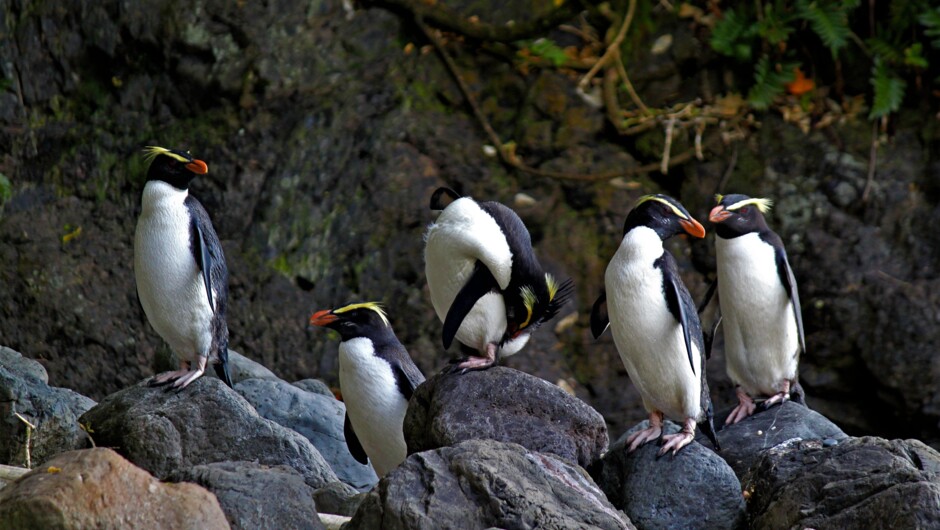 Search for rare tawaki penguins on the Lake Moeraki coastline.