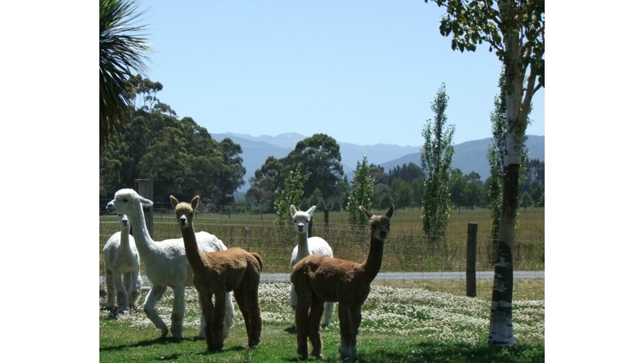 Kepler Mountain View Alpacas