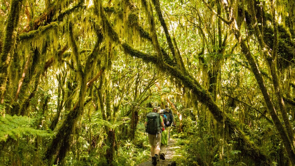 Moss hangs from the native trees along the Milford Track.