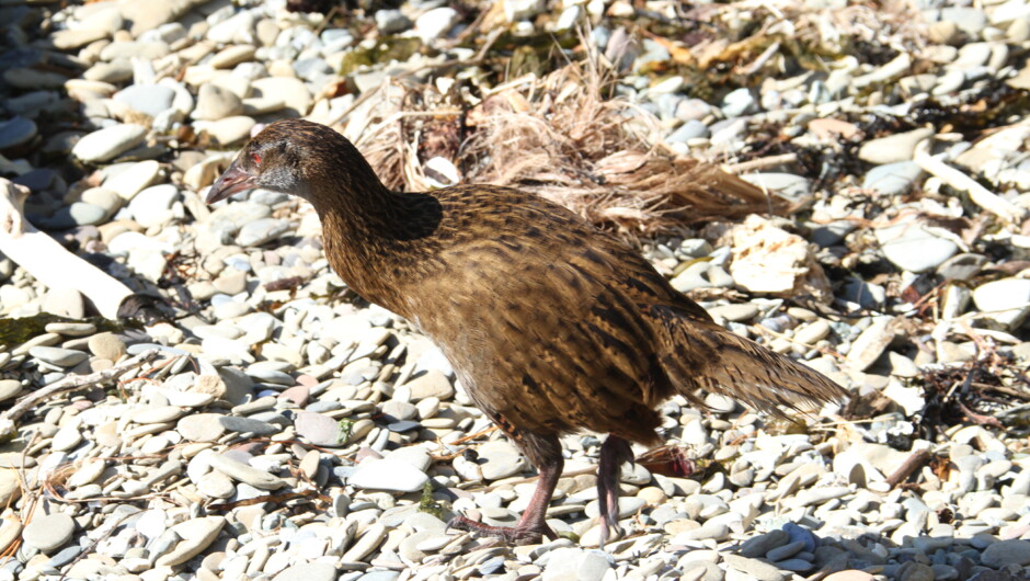 Meet the locals - a cheeky Weka at Mahana.