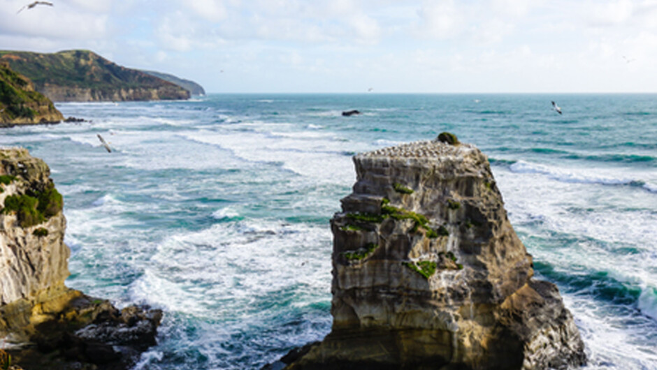 Auckland's west coast Muriwai