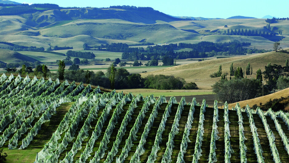 The beauty of Waipara wine region.