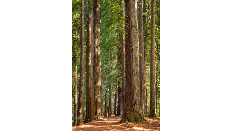 Redwood Grove, Hamurana Springs