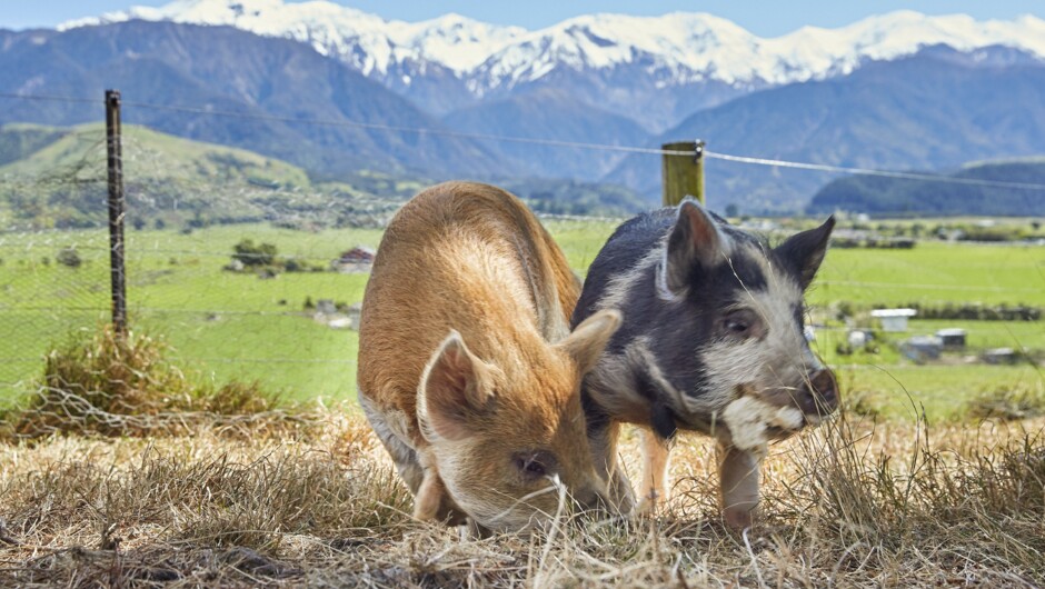 Our Kune Pigs