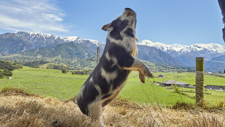 Our Kune Pig