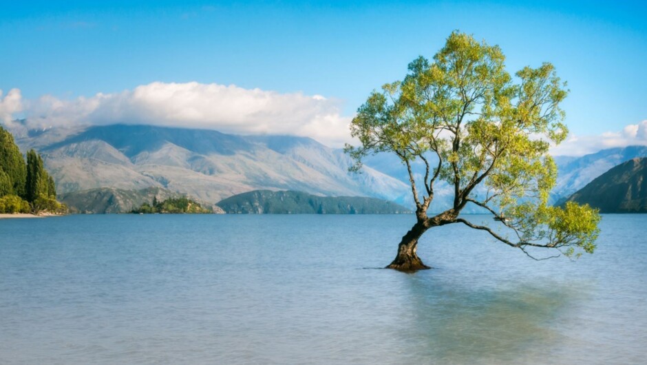 Wanaka Tree