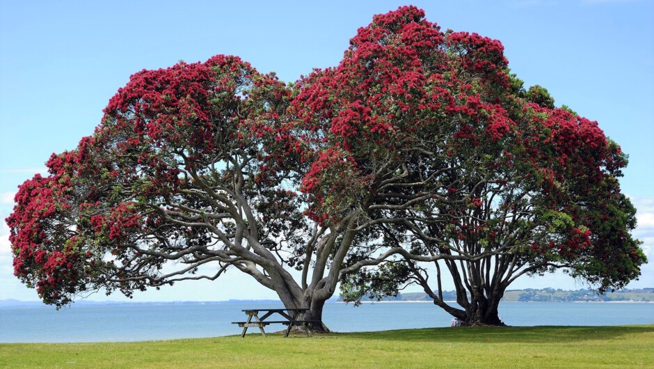 Pohutokawa New Zealand Christmas Tree