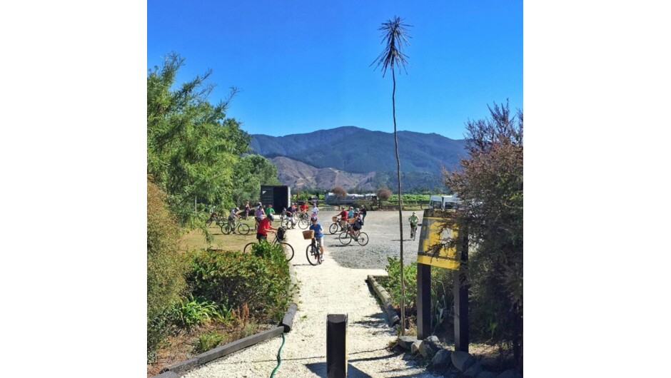 Hire bikes to explore the vineyards with Explore Marlborough