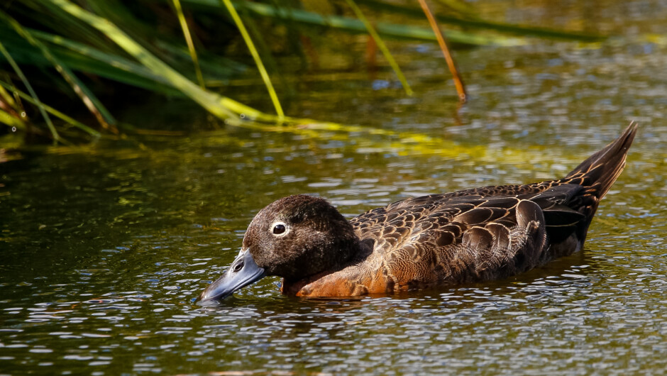 Pateke on Rotoroa Island Wetlands