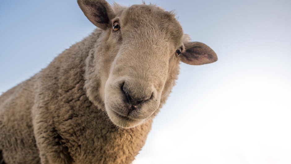 Sheep Shearing and Sheep Dog Show