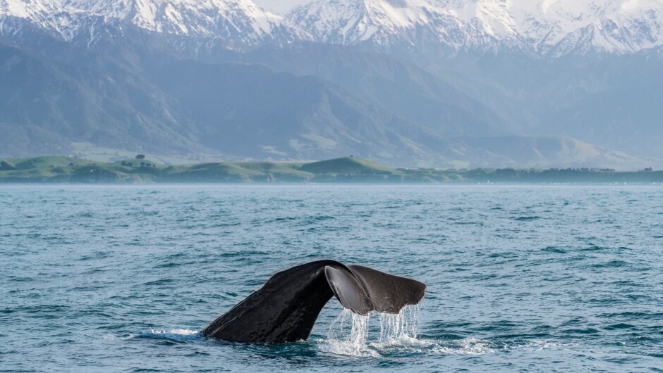 Whalewatching in magicKaikoura