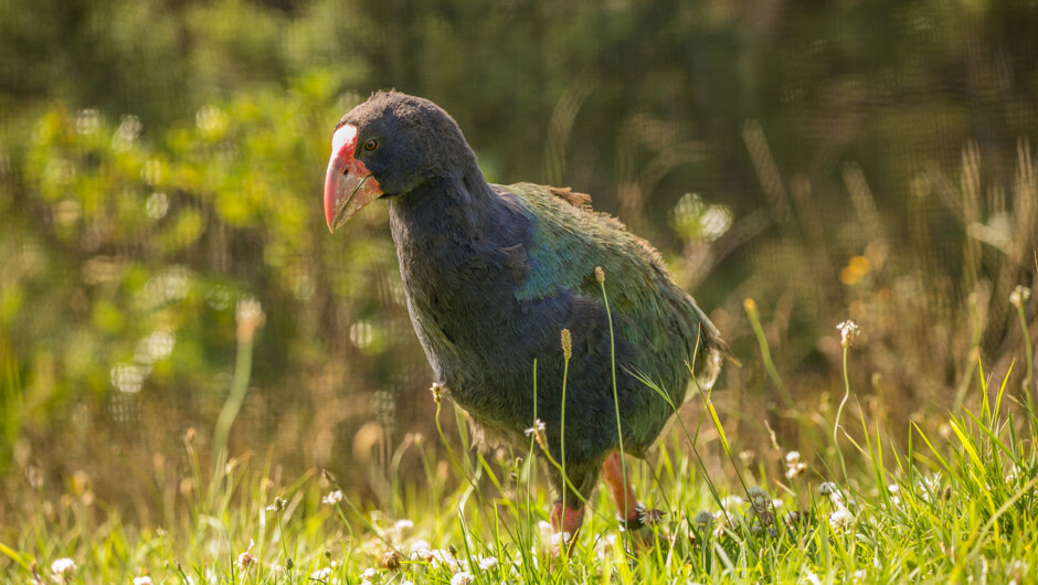 Takahe on Rotoroa Island, Hauraki Gulf, Auckland.