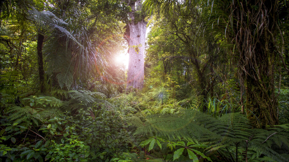 Tane Mahuta (credit David Kirkland) (1).jpg