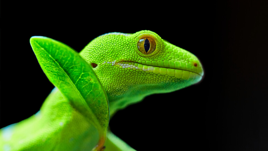 Gecko_6233982.jpg