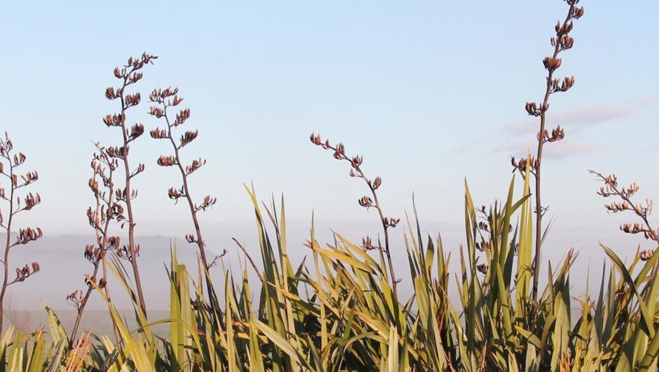 Foxton and flax, Manawatu