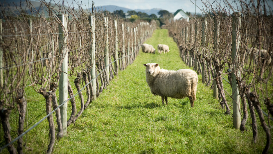 Vineyard workers