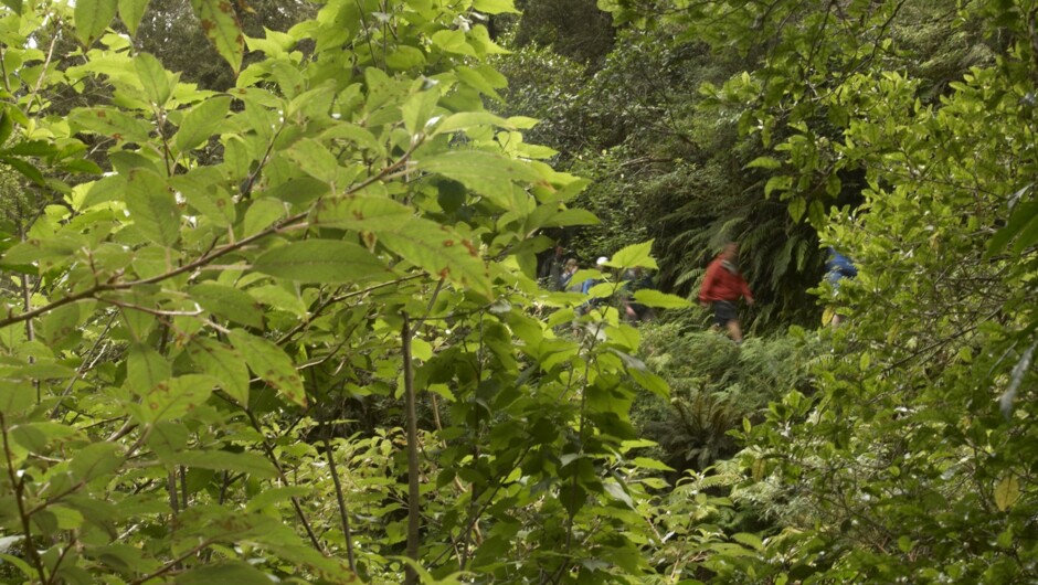 Native forest surrounds the start of the hike